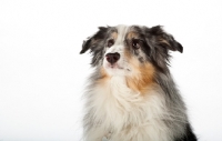 Picture of Australian Shepherd portrait