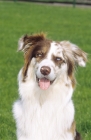 Picture of Australian Shepherd portrait