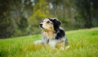 Picture of Australian Shepherd resting on grass