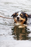 Picture of Australian Shepherd retrieving from water