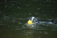 Picture of Australian shepherd retrieving ball from water