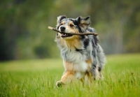 Picture of Australian Shepherd retrieving stick