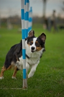 Picture of australian shepherd running through weave poles