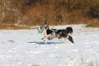 Picture of Australian Shepherd running with toy in field