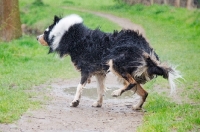 Picture of Australian Shepherd shaking dry