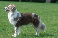 Picture of australian shepherd side view