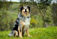 Picture of Australian Shepherd sitting down in field