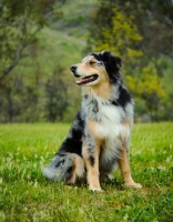 Picture of Australian Shepherd sitting on grass