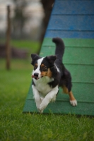 Picture of australian shepherd sprinting from a-frame