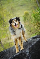 Picture of Australian Shepherd standing on rock
