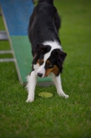 Picture of australian shepherd waiting for trainer's instructions dnear the teeter-totter
