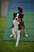 Picture of australian shepherd waiting for trainer's instructions