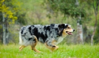 Picture of Australian Shepherd walking on grass