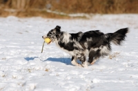 Picture of Australian Shepherd with ball on rope
