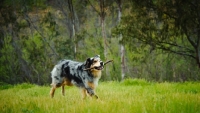 Picture of Australian Shepherd with stick