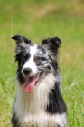 Picture of Australian Shepherd working type, portrait