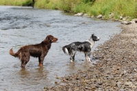 Picture of Australian Shepherds on river bank