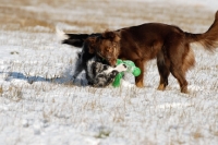 Picture of Australian Shepherds play fighting in snow