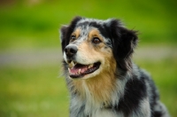 Picture of Australian Shepherd