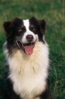 Picture of australian shepherd