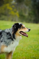 Picture of Australian Shepherd