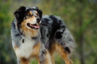 Picture of Australian Shepherd