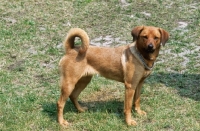 Picture of Australian Shorthaired Pinscher, side view