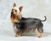 Picture of Australian Silky Terrier in studio