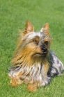 Picture of Australian Silky Terrier lying down on grass
