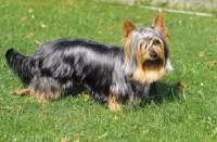 Picture of Australian Silky Terrier on grass