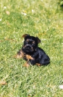 Picture of australian silky terrier puppy
