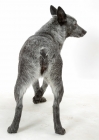 Picture of Australian stumpy tail cattle dog back view on white background
