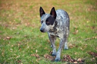 Picture of australian stumpy tail cattle dog