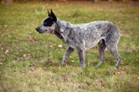 Picture of australian stumpy tail cattle dog