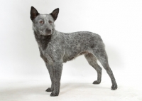 Picture of Australian stumpy tail cattle dog on white background
