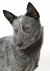 Picture of Australian stumpy tail cattle dog looking away on white background