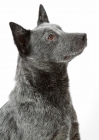 Picture of Australian stumpy tail cattle dog portrait on white background