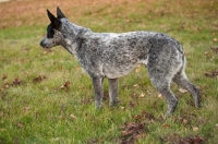 Picture of australian stumpy tail cattle dog