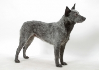 Picture of Australian stumpy tail cattle dog standing on white background