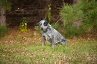 Picture of australian stumpy tail cattle dog