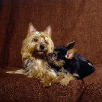 Picture of australian terrier and puppy lying on a chair