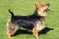 Picture of Australian Terrier breed shot