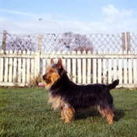 Picture of australian terrier ch elvyne bosunâ€™s tipple, 