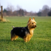 Picture of australian terrier from brimartz kennels standing in a field