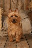 Picture of Australian Terrier in barn