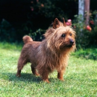 Picture of australian terrier in garden