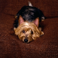 Picture of australian terrier lying on a chair