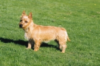 Picture of Australian Terrier on grass
