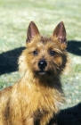 Picture of Australian Terrier portrait