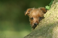 Picture of Australian Terrier puppy behind tree